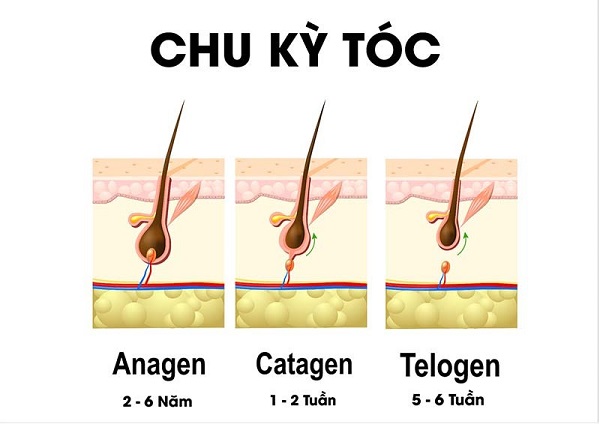 Chu kỳ mọc và rụng của tóc